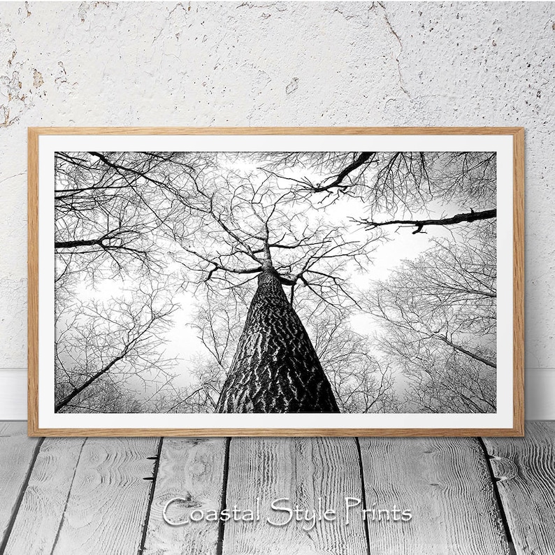 Winter Trees Print, Landscape Print, Digital Download, Black and White Photography, Panorama Art Print, Office Wall Art, Prints, Trees, Fall image 1