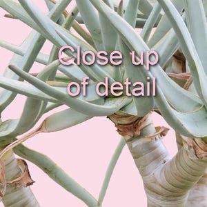 May include: Close up of a green succulent plant with long, thin leaves. The plant has a light brown stem and is growing in a pot.
