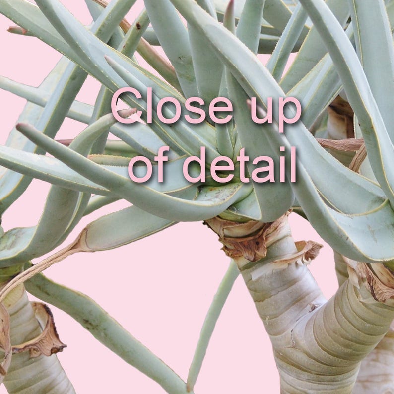 May include: Close up of a green succulent plant with long, thin leaves. The plant has a light brown stem and is growing in a pot.