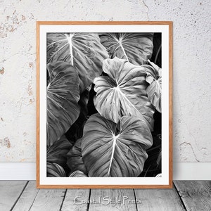 Elephants Ear Leaves Print, Monstera Leaf Print, Black and White Photography, Tropical Print, Bkack White Botanical Print, Modern Wall Art image 4