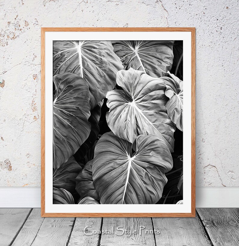 Elephants Ear Leaves Print, Monstera Leaf Print, Black and White Photography, Tropical Print, Bkack White Botanical Print, Modern Wall Art image 4