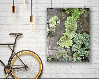 Lichen Print, Moss Print, Nature Print, Moss Photo, Botanical Art, Large Poster, Moss Photography, Instant Download, Wall Art, green decor