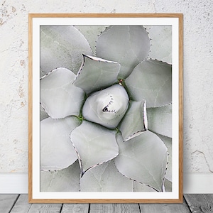 Kaktus, Sukkulente, Kaktus Druck, Kaktus Kunst, schwarz weiß Fotografie, Neutral modernes Wanddekor, Kaktus Fotografie, Kaktus Poster 112b