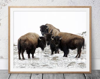 Buffalo Photography, Bison Wall Art, Wilderness Photography, Printable Farmstyle Art, Bison Print, Buffalo Wall Decor, American, Bull Poster