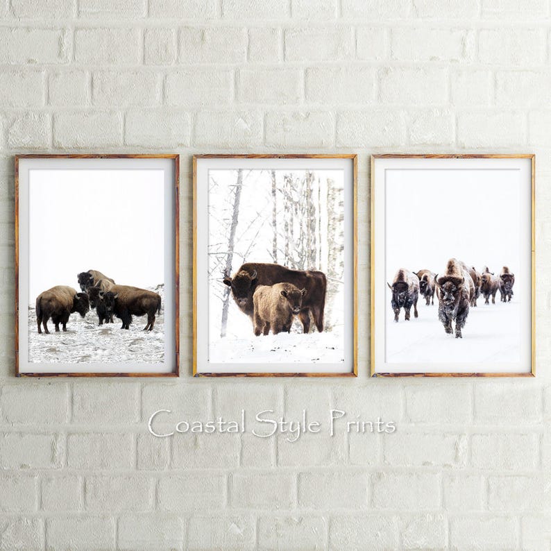May include: Set of three framed prints featuring black and brown bison in a snowy landscape. The prints are in gold frames and have a white background.