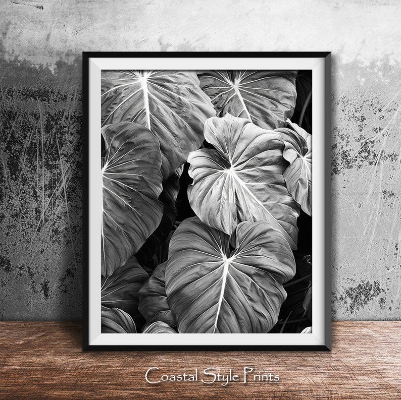 Elephants Ear Leaves Print, Monstera Leaf Print, Black and White Photography, Tropical Print, Bkack White Botanical Print, Modern Wall Art image 2