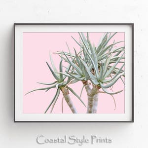 May include: A close-up of a green succulent plant with long, thin leaves against a light pink background. The plant has multiple stems and is arranged in a symmetrical pattern.
