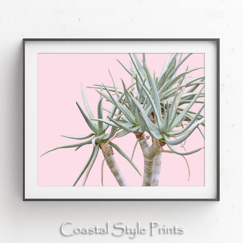 May include: A close-up of a green succulent plant with long, thin leaves against a light pink background. The plant has multiple stems and is arranged in a symmetrical pattern.