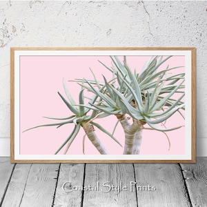 May include: A framed print of a green succulent plant with long, thin leaves against a pink background.