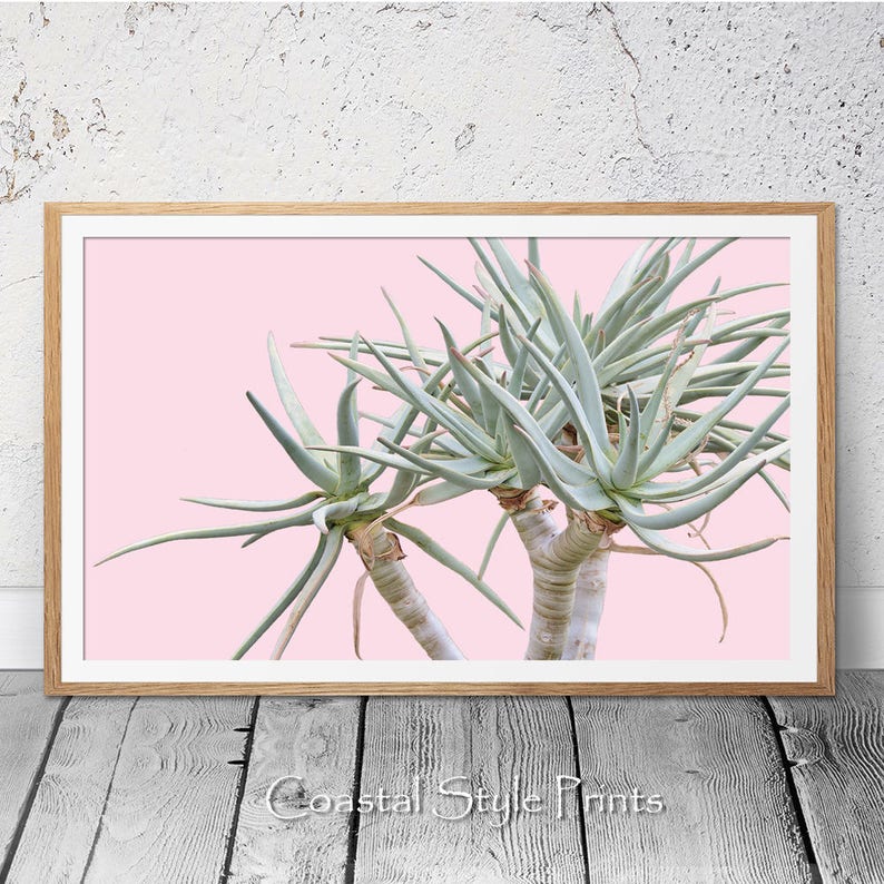 May include: A framed print of a green succulent plant with long, thin leaves against a pink background.