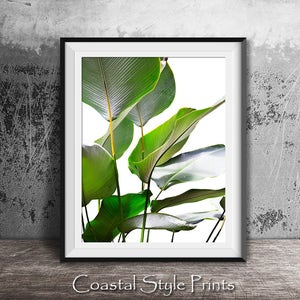 Banana Leaf Print Banana Leaves Photography Tropical Print - Etsy