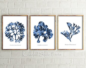 May include: Three framed prints of blue watercolor illustrations of different types of seaweed. The prints are labeled "Chondrus Crispus Seaweed", "Callophyllis Laciniata Seaweed", and "Rhodomela Palmata Seaweed".