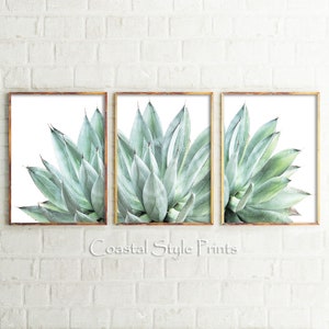 Pu&ograve; includere: Un set di tre stampe incorniciate che mostrano un primo piano di una pianta di agave verde su sfondo bianco. Le stampe sono in cornici dorate e sono disposte in fila.
