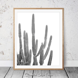 Desert Cactus Print, Black and White, Succulent Print, Botanical Print, Cactus Art, Coastal Wall Art, Large Poster, Cactus Photography, 122b image 1