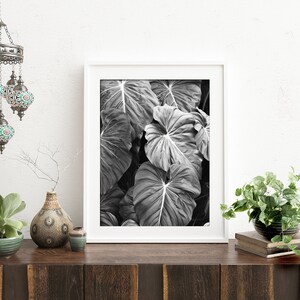 Elephants Ear Leaves Print, Monstera Leaf Print, Black and White Photography, Tropical Print, Bkack White Botanical Print, Modern Wall Art image 3