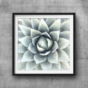 Agave Art Print, Minze Quadratdruck, Sukkulenten Print, Kaktus Moderne Wanddruck, Kaktus Poster, Kaktus Fotografie, Digital Art Kakteen #112f