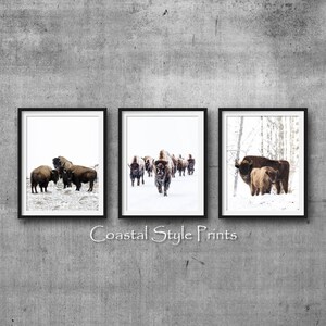 May include: Three framed prints of bison in a snowy landscape. The prints are in black frames and feature a white background. The bison are brown and black and are standing in a field of snow. The prints are a great way to add a touch of nature to your home decor.