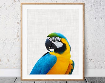 Parrot Print, Parrot Wall Art, Tropical Bird Print, Bird Print, Macaw Parrot Print, Animal Print, Wall Art, Poster, Parrot Photography, 148c