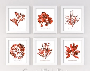 Rote Meereskoralle Drucke, Küsten Hampton Home Decor (Set von 6) (Digitaler Download)