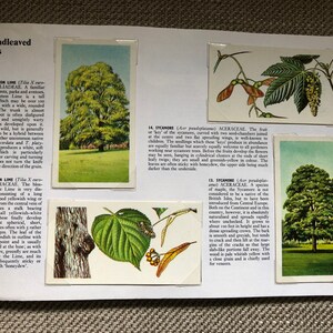 Trees in Britain Brooke Bond Tea Cards Complete book Lovely Vintage Retro collectable image 4