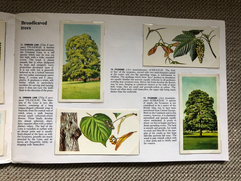 Trees in Britain Brooke Bond Tea Cards Complete book Lovely Vintage Retro collectable image 4