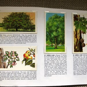 Trees in Britain Brooke Bond Tea Cards Complete book Lovely Vintage Retro collectable image 3