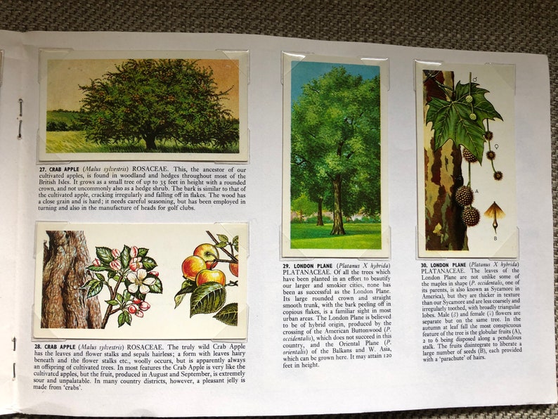 Trees in Britain Brooke Bond Tea Cards Complete book Lovely Vintage Retro collectable image 3