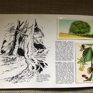 Trees in Britain Brooke Bond Tea Cards Complete book Lovely Vintage Retro collectable image 2