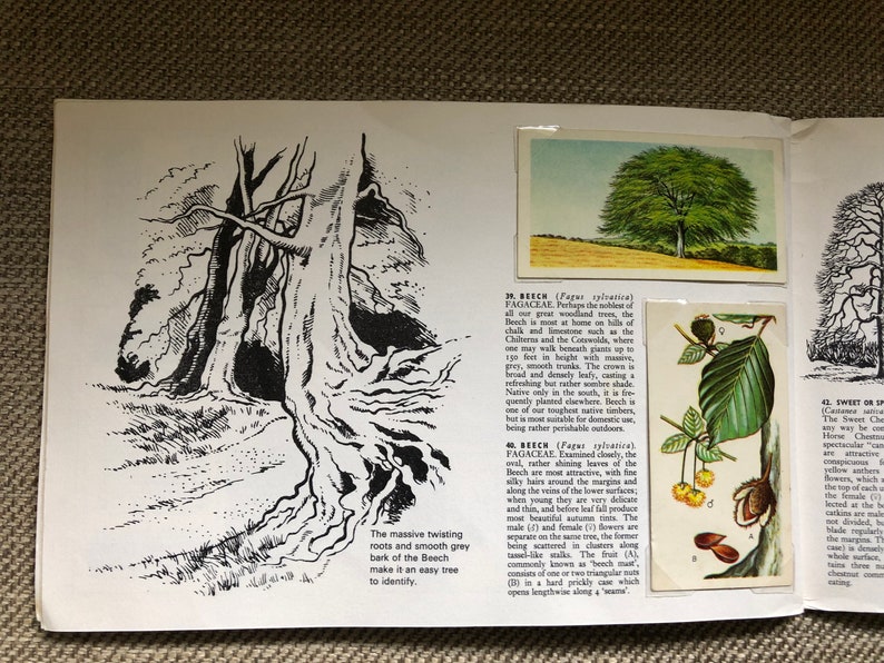 Trees in Britain Brooke Bond Tea Cards Complete book Lovely Vintage Retro collectable image 2