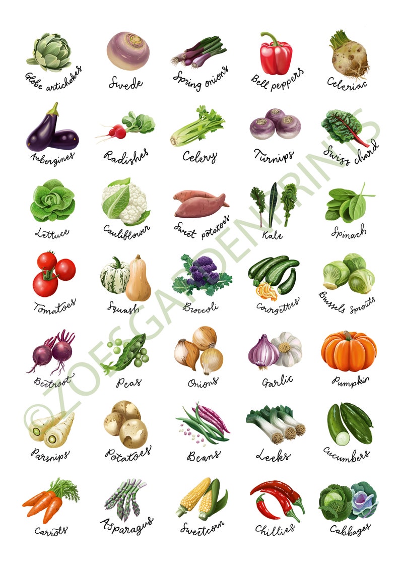 Fruit & Vegetable stickers, A4 sheet of 35 circular stickers with original illustrations image 4