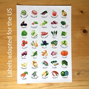 Fruit & Vegetable stickers, A4 sheet of 35 circular stickers with original illustrations image 6