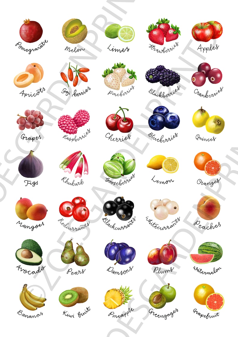 Fruit & Vegetable stickers, A4 sheet of 35 circular stickers with original illustrations image 5