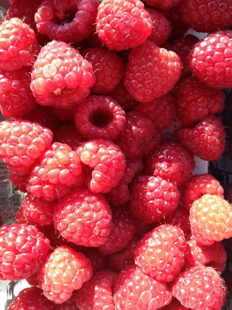 Raw Raspberry Honey 12oz Etsy