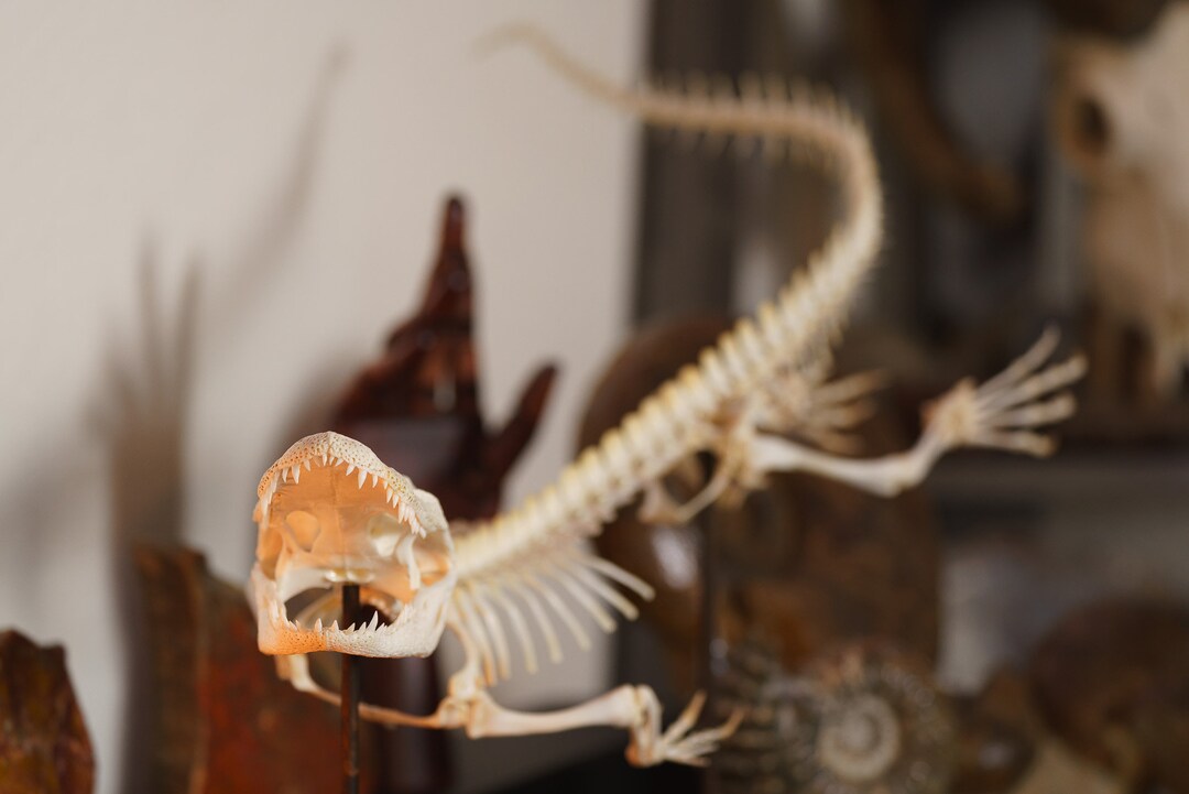 American Alligator Skeleton Articulated in a Natural Swimming Etsy
