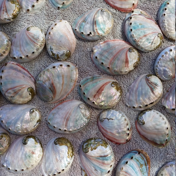 Bulk Polished Red Abalone Shells (25) -Size 1"- 3" seashells, jewelry, crafts (choose your quantity)