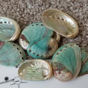 May include: Seven abalone shells with iridescent green, blue, and white colors. The shells have small holes drilled around the edges.