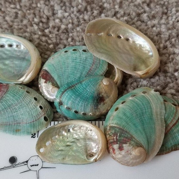 Polished tiny Abalone Shells Bulk (35) - Size 1/2" - 1.5"  for jewelry, crafts, seashells