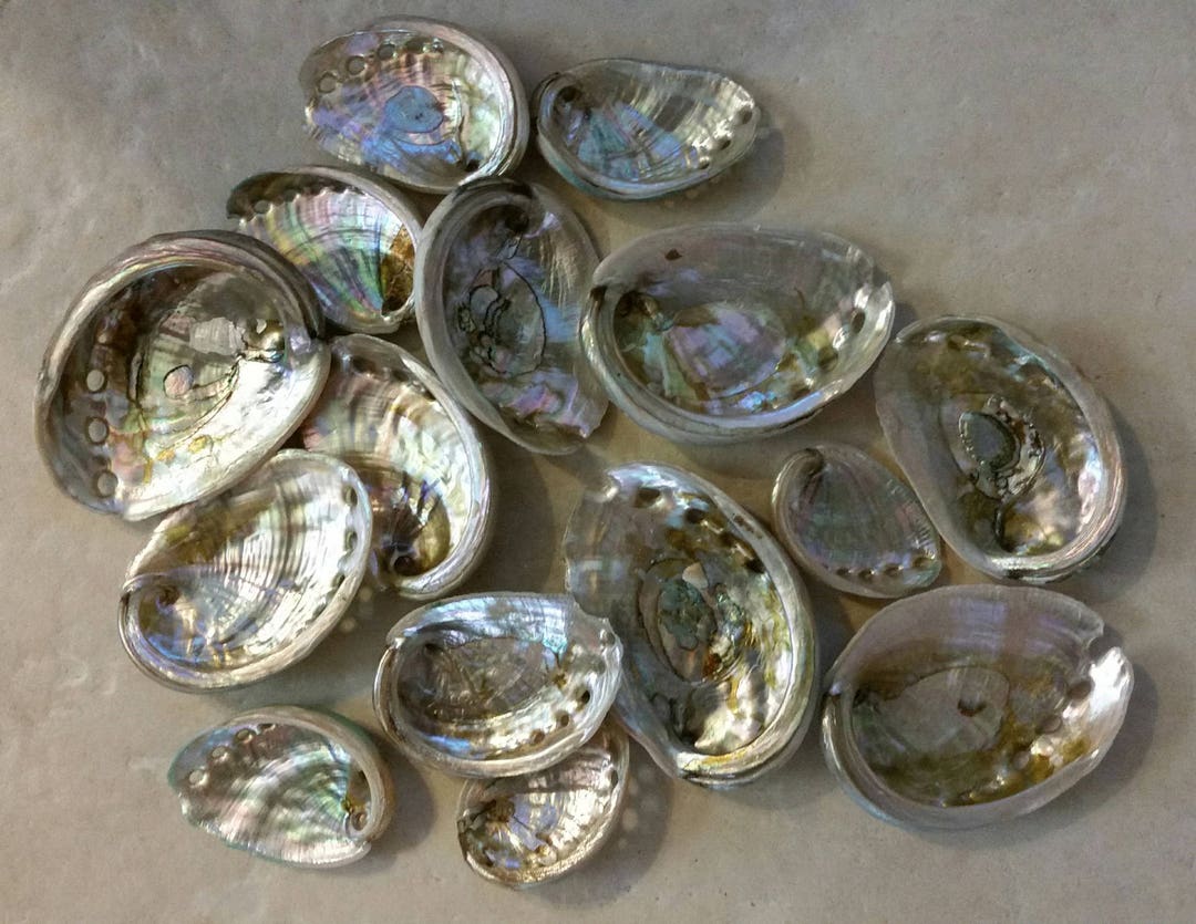 Bulk Raw Red Abalone Shells (25): 1-3" Seashells for Crafts, Jewelry - Etsy