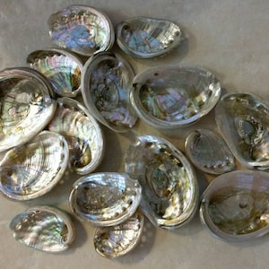 Bulk Raw Red Abalone shells (25)- Size 1&quot;-3&quot; for jewelry, crafts, seashells (choose your quantity)