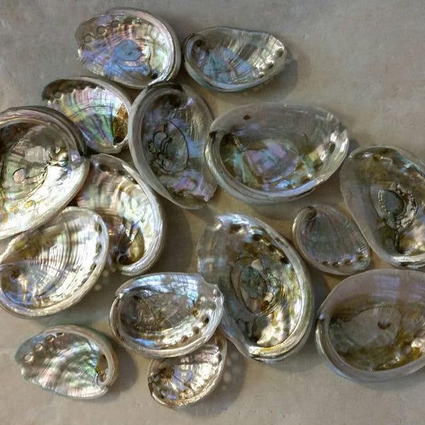 Bulk Raw Red Abalone shells (25)- Size 1"-3" for jewelry, crafts, seashells (choose your quantity)