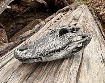 Replica Alligator skulls