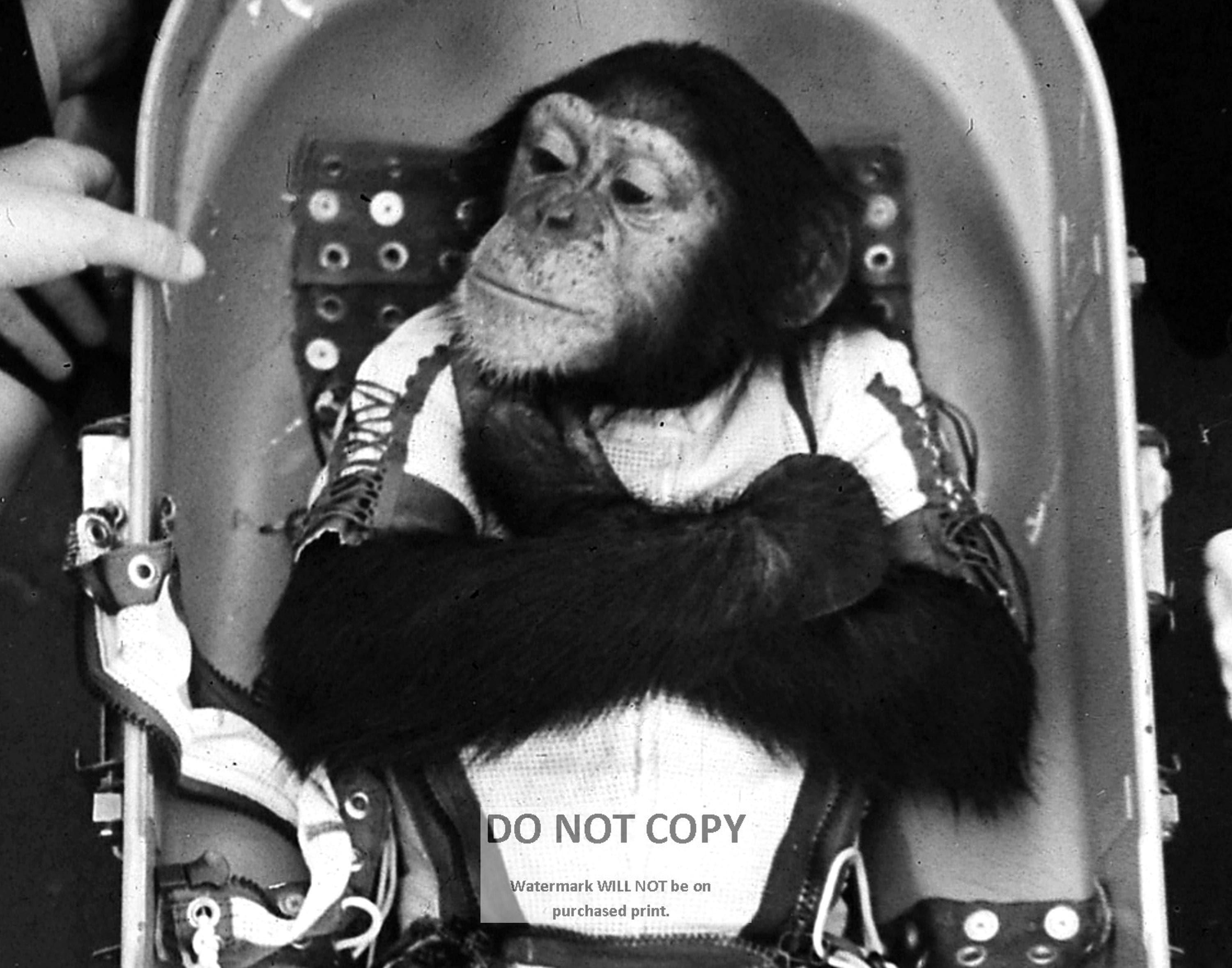 超美品　プラットホーム('00香港/仏/日) Ham the Chimp Before His Launch into Space on January 31