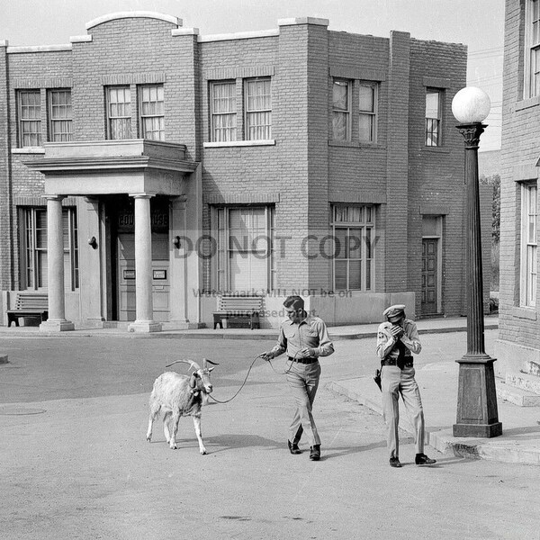 Don Knotts and a "Loaded Goat" in "The Andy Griffith Show" - 5X7 or 8X10 Photo (EE-165)