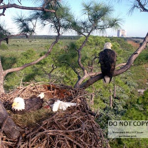 Eagles Nesting NASA Photo: Kennedy Space Center, 1992