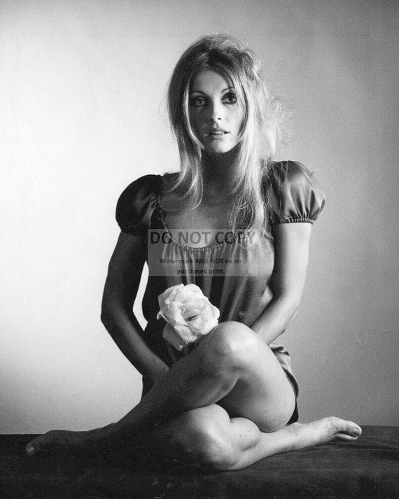 Actress Sharon Tate 5X7 8X10 or 11X14 Publicity Photo - Etsy