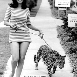 Actress Lana Wood Walking With a Leopard - 5X7 or 8X10 Publicity Photo