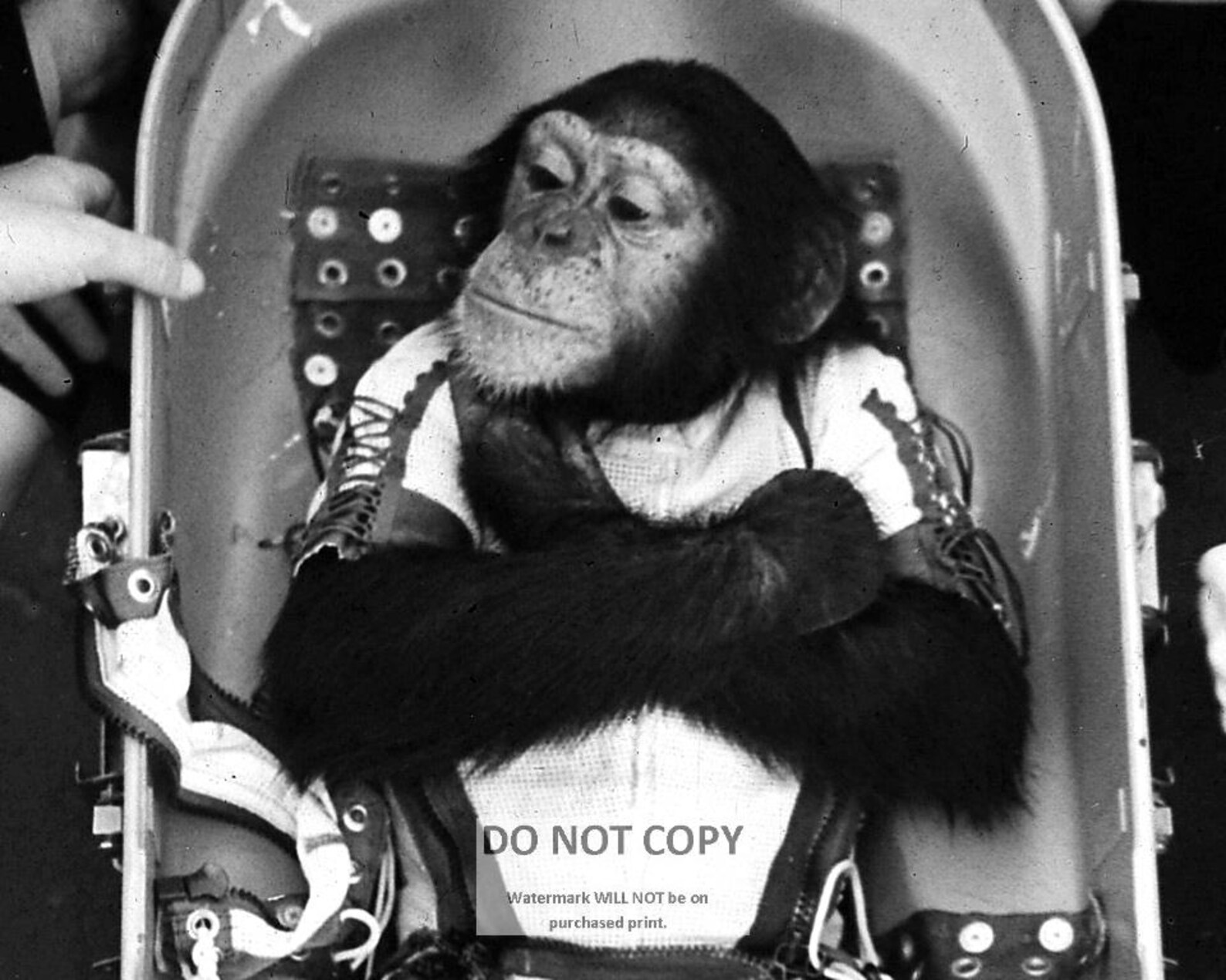 Ham the Astrochimp NASA Photo: First Hominidae in Space - Etsy