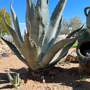 Live Agave Americana Pup Agave Century Plant Bare Root Maguey Blue Agave Arizona Agave MINI Agave