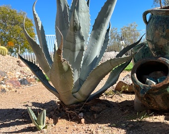 AGAVE FRANZOSINI - Etsy Canada