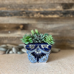 May include: A blue and white ceramic planter with a floral design, filled with green succulents.